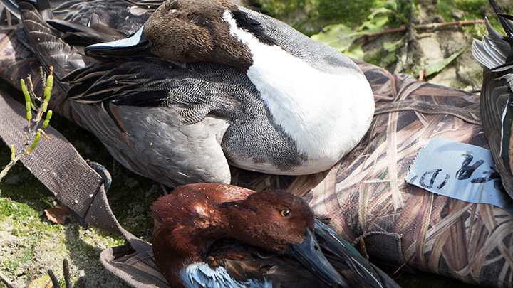 Pintail and Cinnamon teal ducks