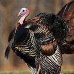 20111116152928-turkey_f.jpg