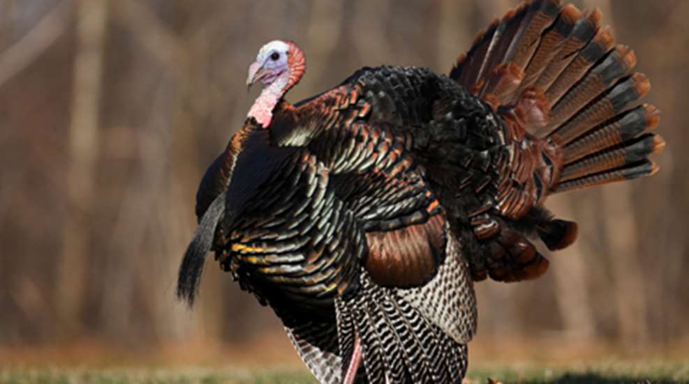 20111116152928-turkey_f.jpg