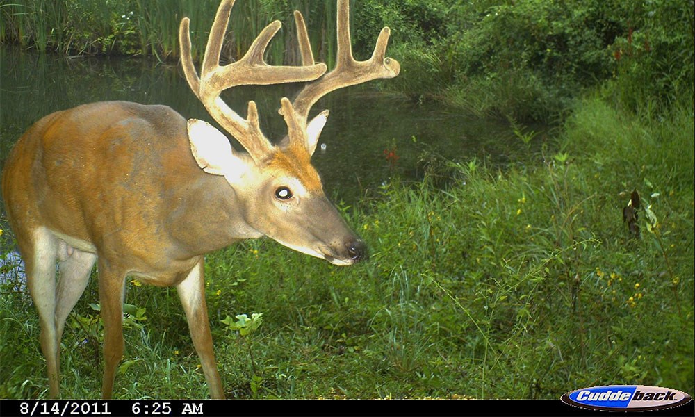 Whitetail Deer in Velvet in Trail Camera Picture