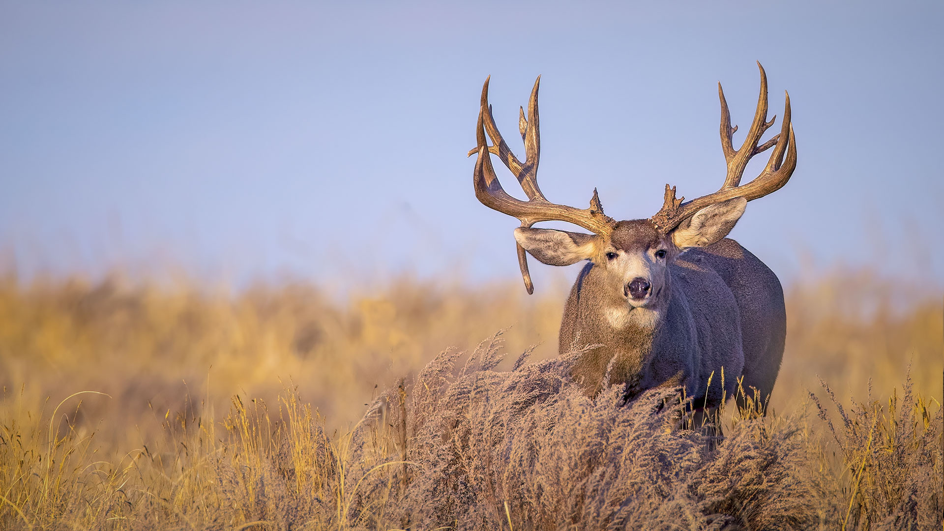 Mule Deer In Meadow