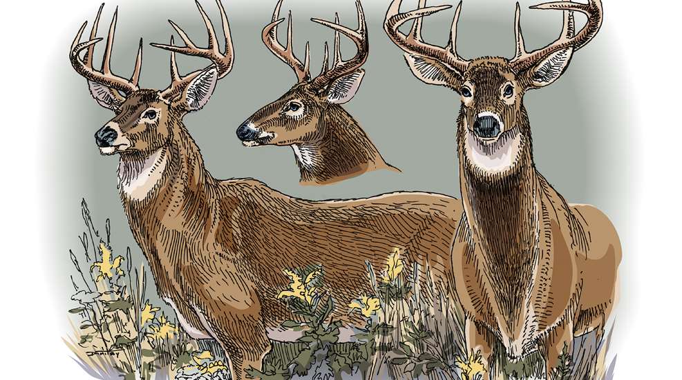 KH How To Age Deer On The Hoof Lead