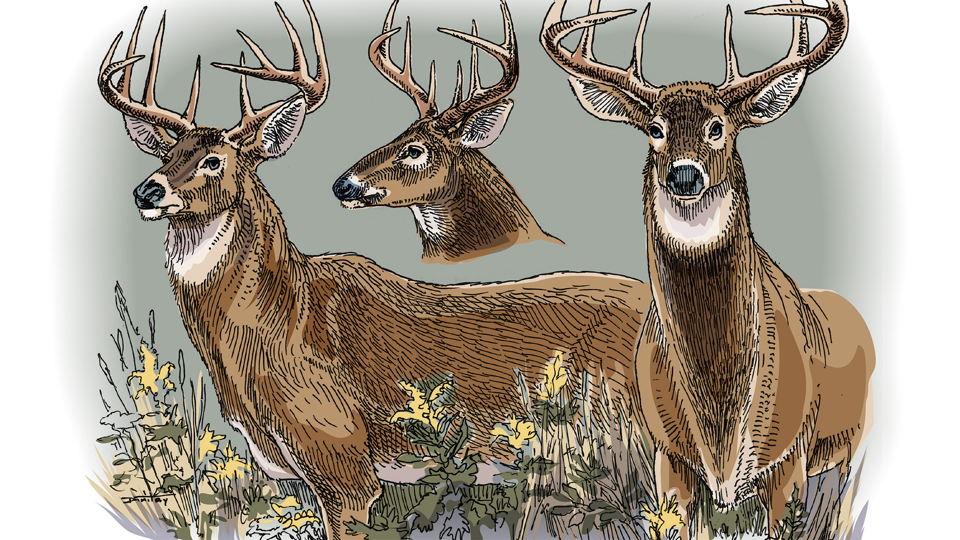 How To Age Deer On The Hoof An Official Journal Of The NRA