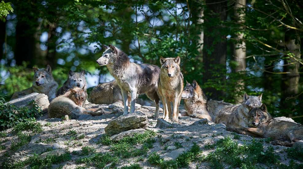 Montanans Debate Annual Wolf Report | An Official Journal Of The NRA