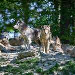 Wolf Pack