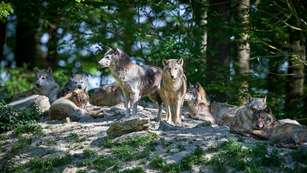 Wolf Pack