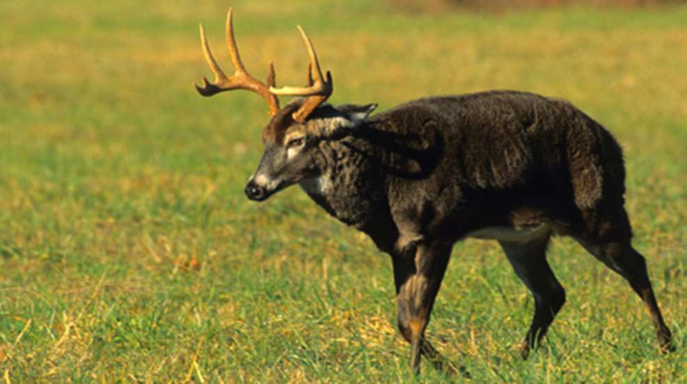 20101012102556-ben_whitetails_f.jpg