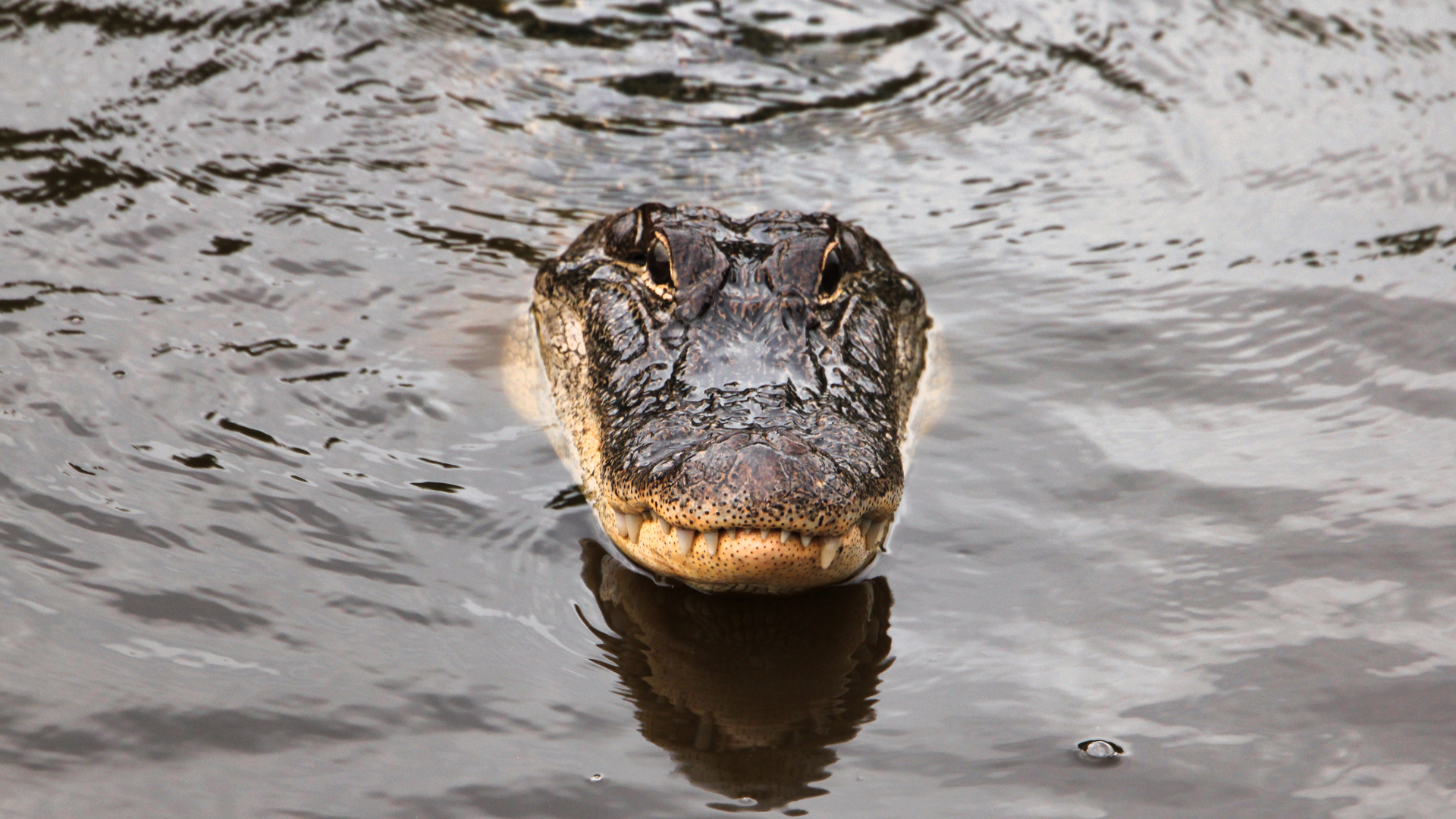 LEDE Gator In Water