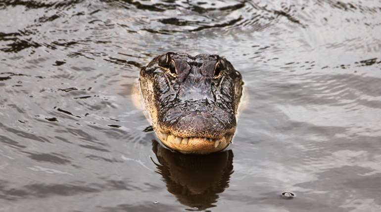 LEDE Gator In Water
