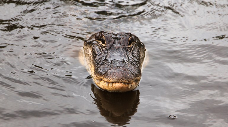 Alligator Hunting Opportunities Are Expanding | An Official Journal Of The NRA
