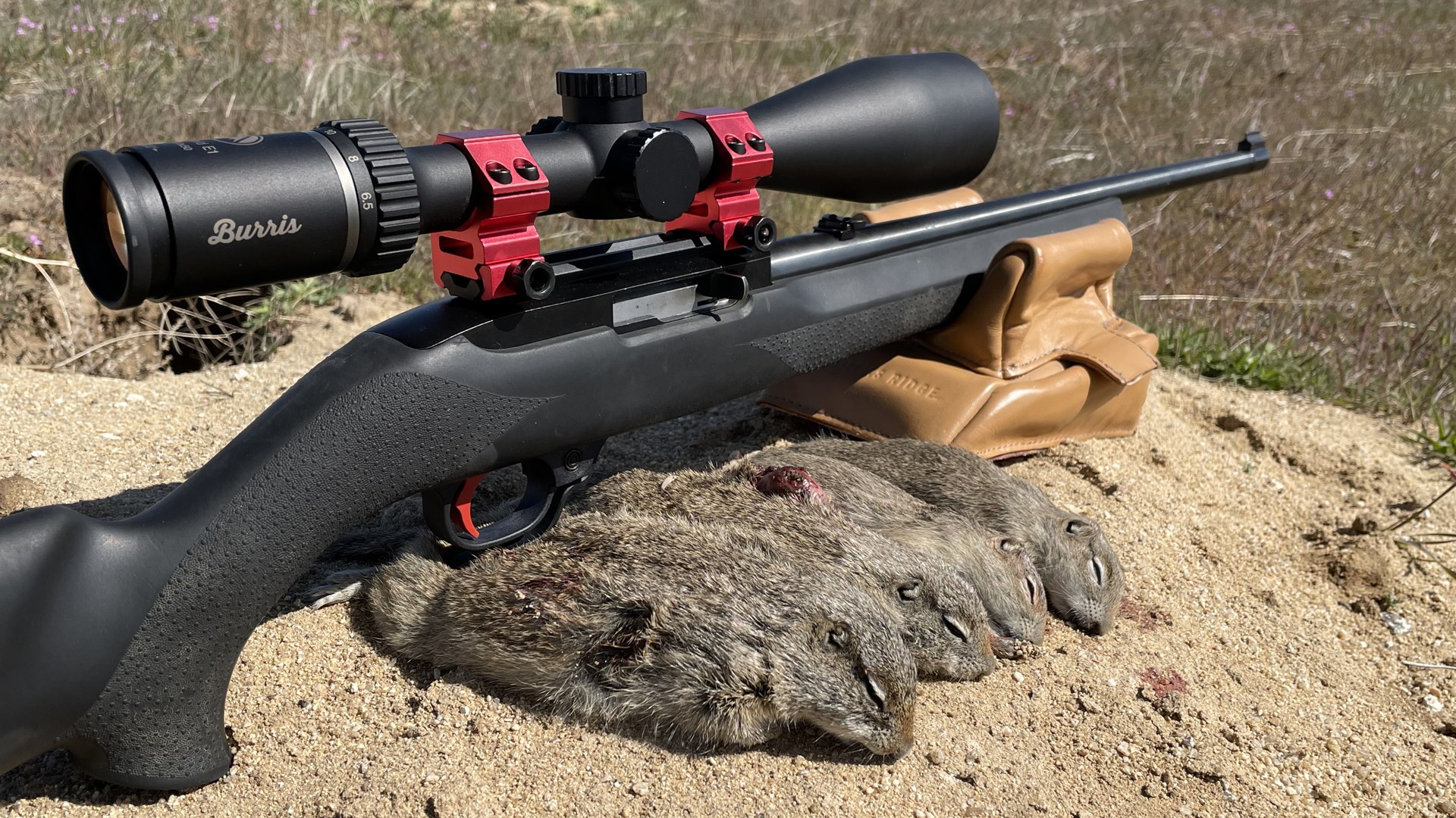 Ground Squirrel 2
