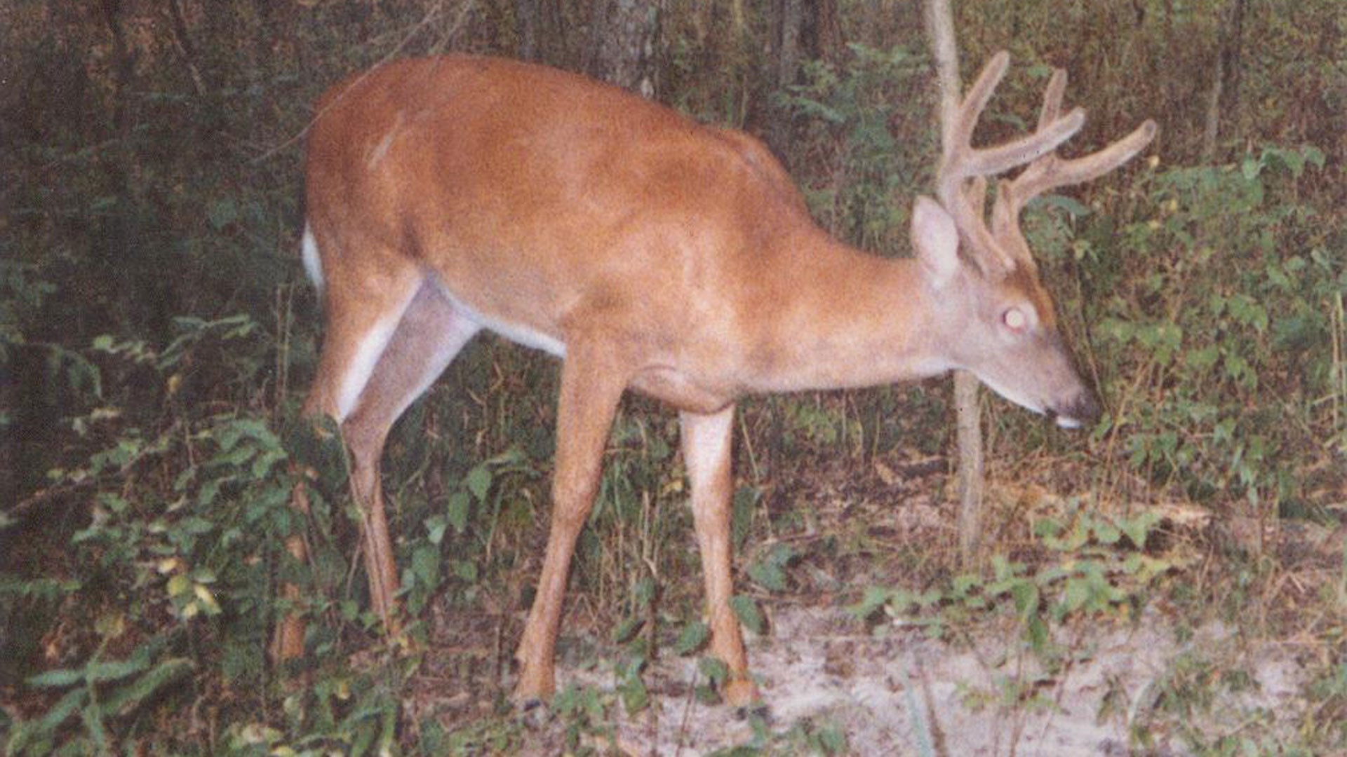 Buck in velvet on trail cam