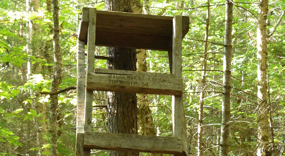 Bear Stand for Hunters