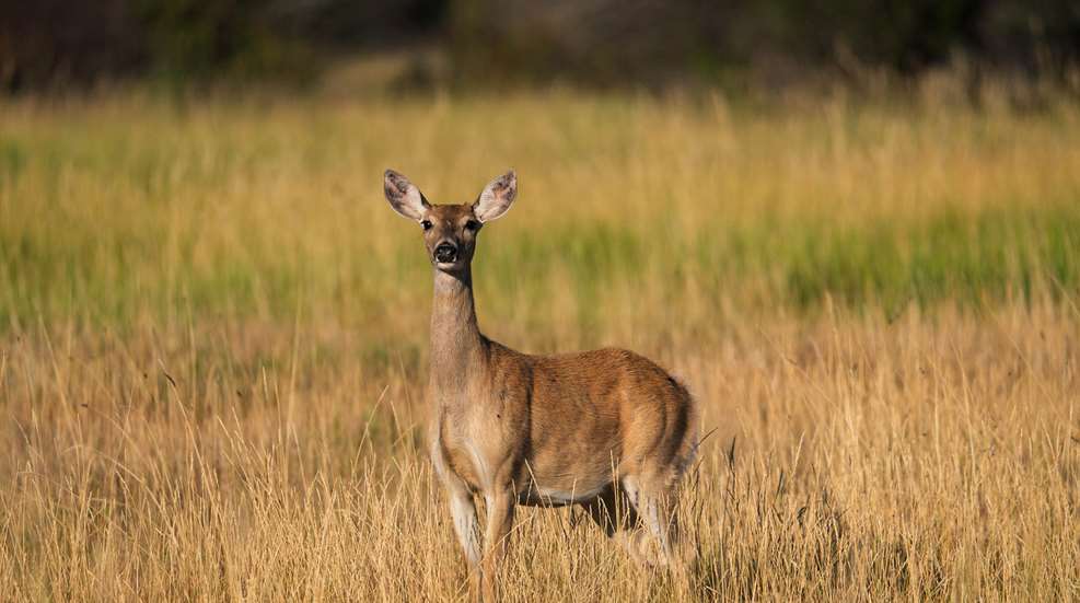 Ledeusda Secretarial Order Is A Win