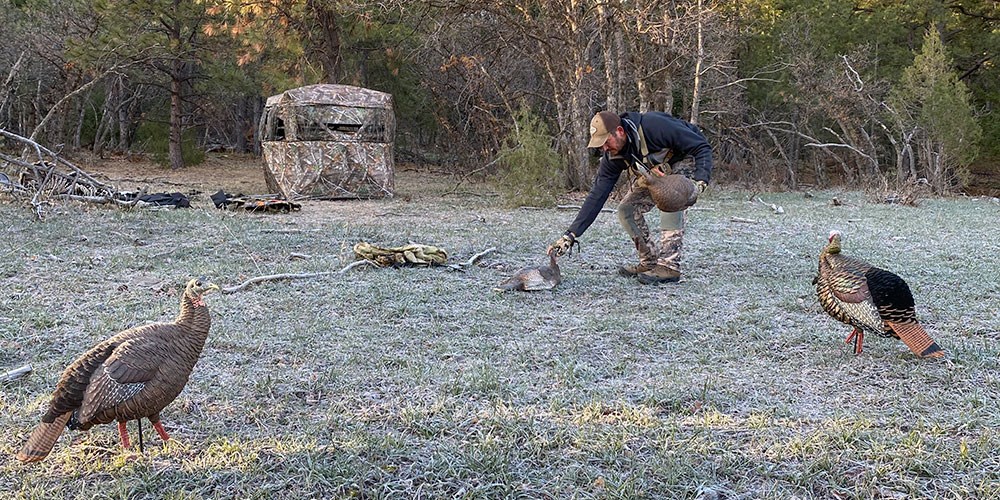 Hunter Setting Up Turkey Decoys