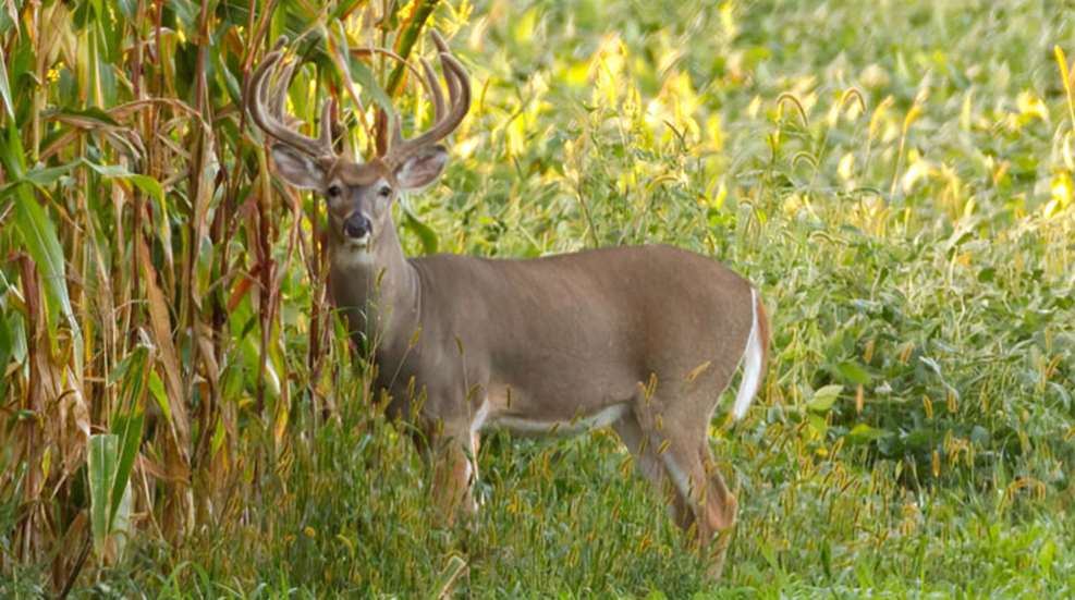 whitetail-in-corn.jpg