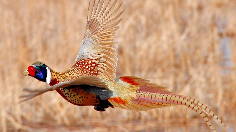 South Dakota’s 2024 Pheasant Season Best in More than a Decade | An Official Journal Of The NRA