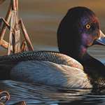 main2021-2022-richard-clifton-duck-stamp.jpg (1)