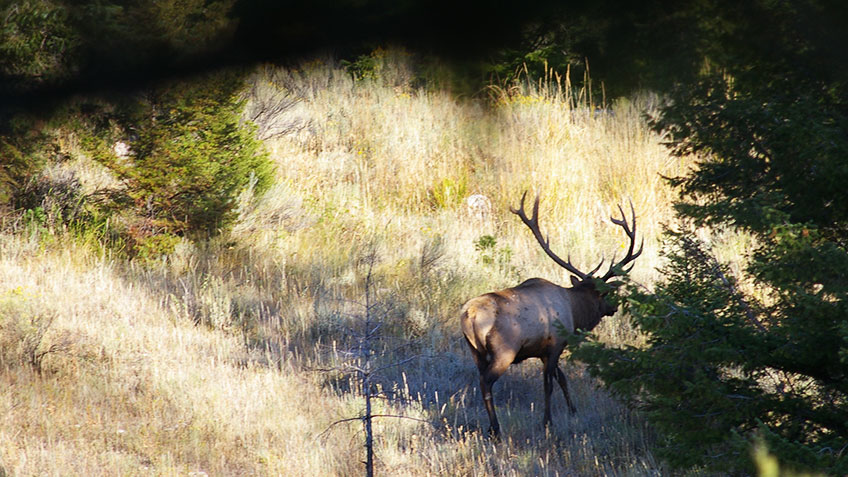 4 Tips for Hunting Bachelor Bull Elk | An Official Journal Of The NRA