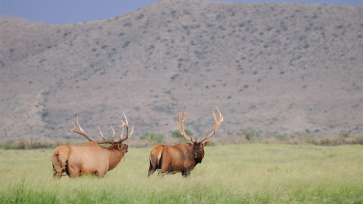 Two Bull Elk in Canyon