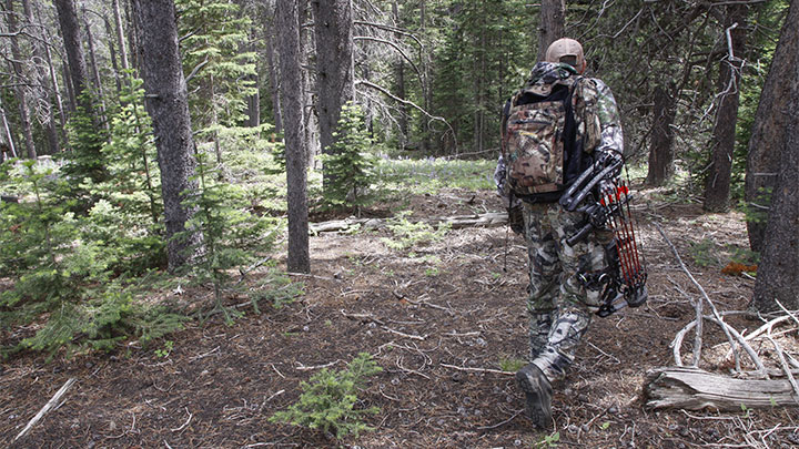 Bowhunter in Search of Elk in Timber