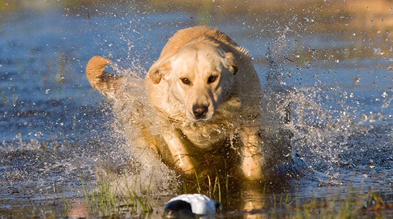 Gundogs: Patience Pays | An Official Journal Of The NRA