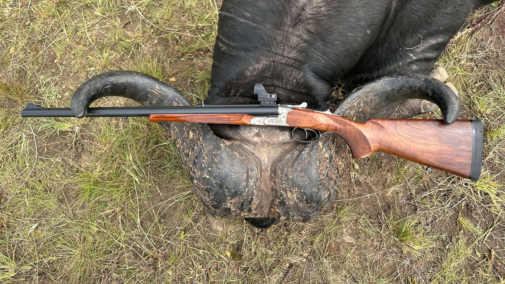 Double Rifle with Bull