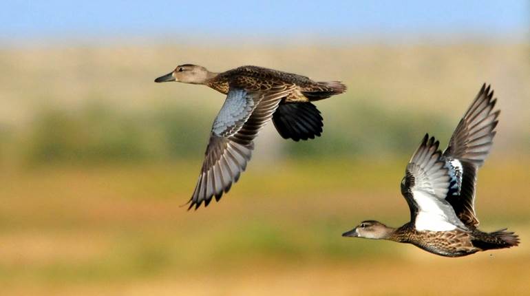 Savings Aimed at Waterfowlers | An Official Journal Of The NRA