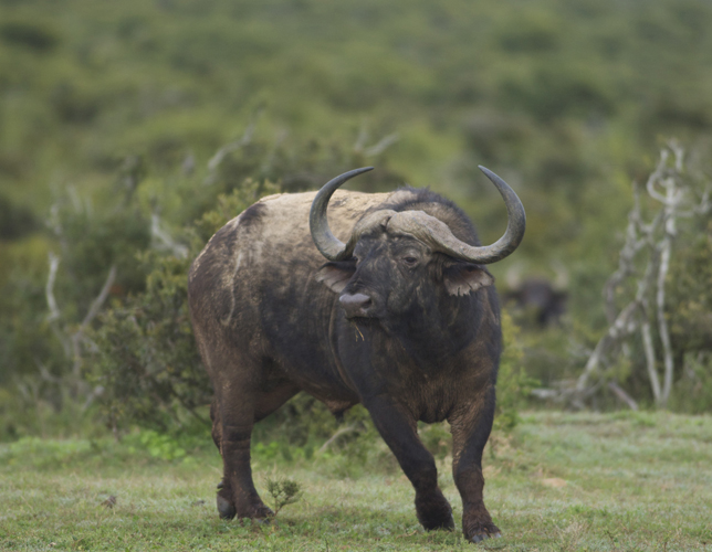 Cape Buffalo Senses Danger