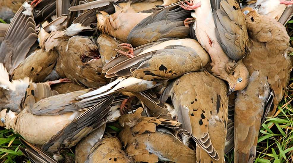 texas_doves_f.jpg
