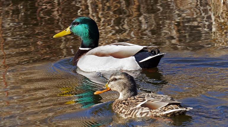 Grants to Help Address Mallard Production in Great Lakes Regions | An Official Journal Of The NRA