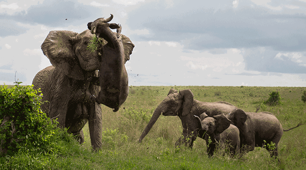 caterselephantvsbuffaloflipleadimage.gif
