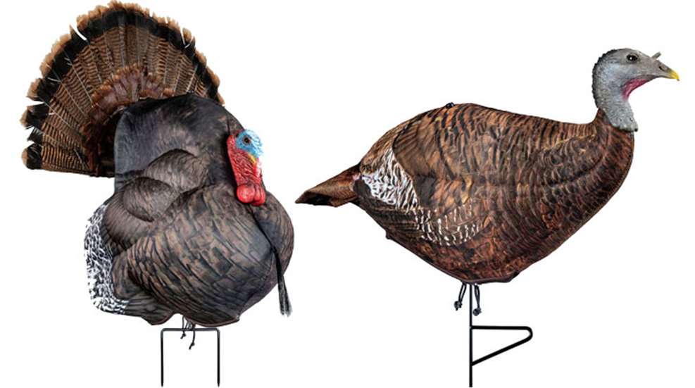 mainphotoform-strutter-and-leading-hen.jpg
