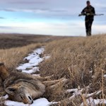 Coyote Hunting Tips: Are You Overlooking These Details? | An Official Journal Of The NRA