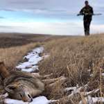W H2026 02 KNOW HOW CH1019 Hiking A Long Way In Or To Very Specific Refuges Can Lead To Coyote Success, Copyright Mark Kayser