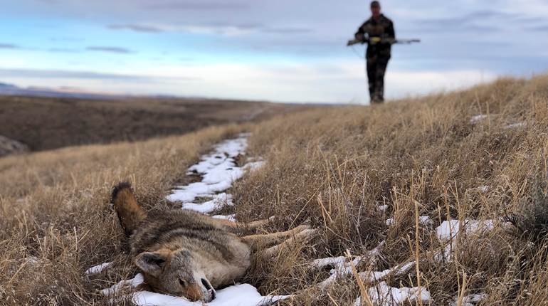 Coyote Hunting Tips: Are You Overlooking These Details? | An Official Journal Of The NRA