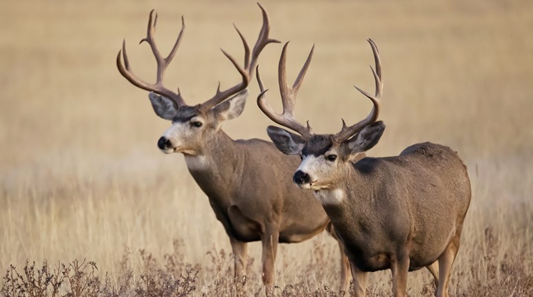 4 Ways To Manage Buck Fever Lead