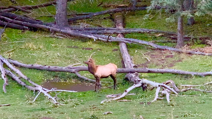 Spike elk near wallow
