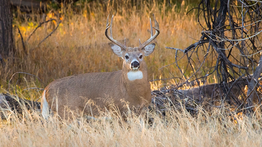 Pennsylvania Moves Historic Deer-Season Opener | An Official Journal Of ...