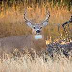 pennsylvaniamovesdeer-seasonopener_lead.jpg