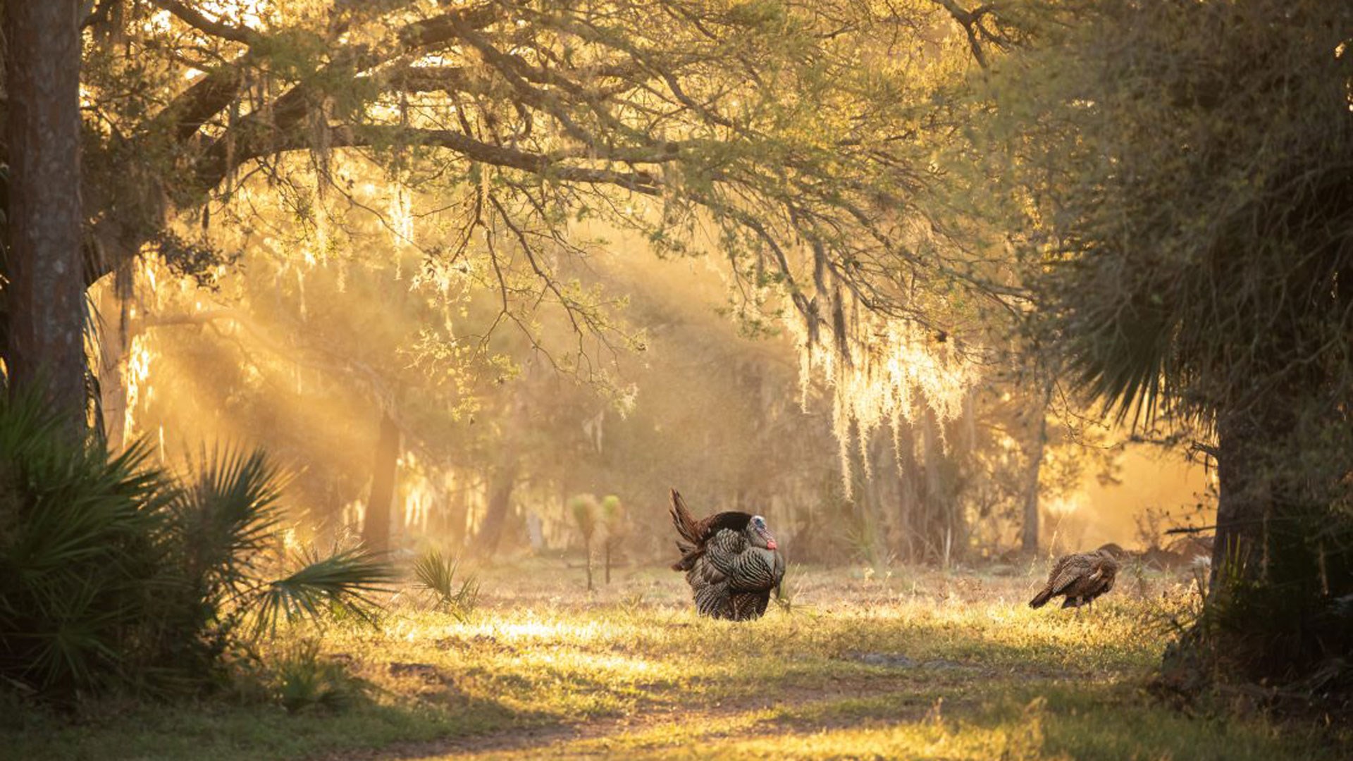 gobbler and hen in sunight