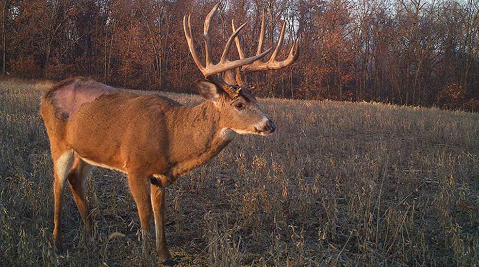 big_buck_or_bust_f.jpg