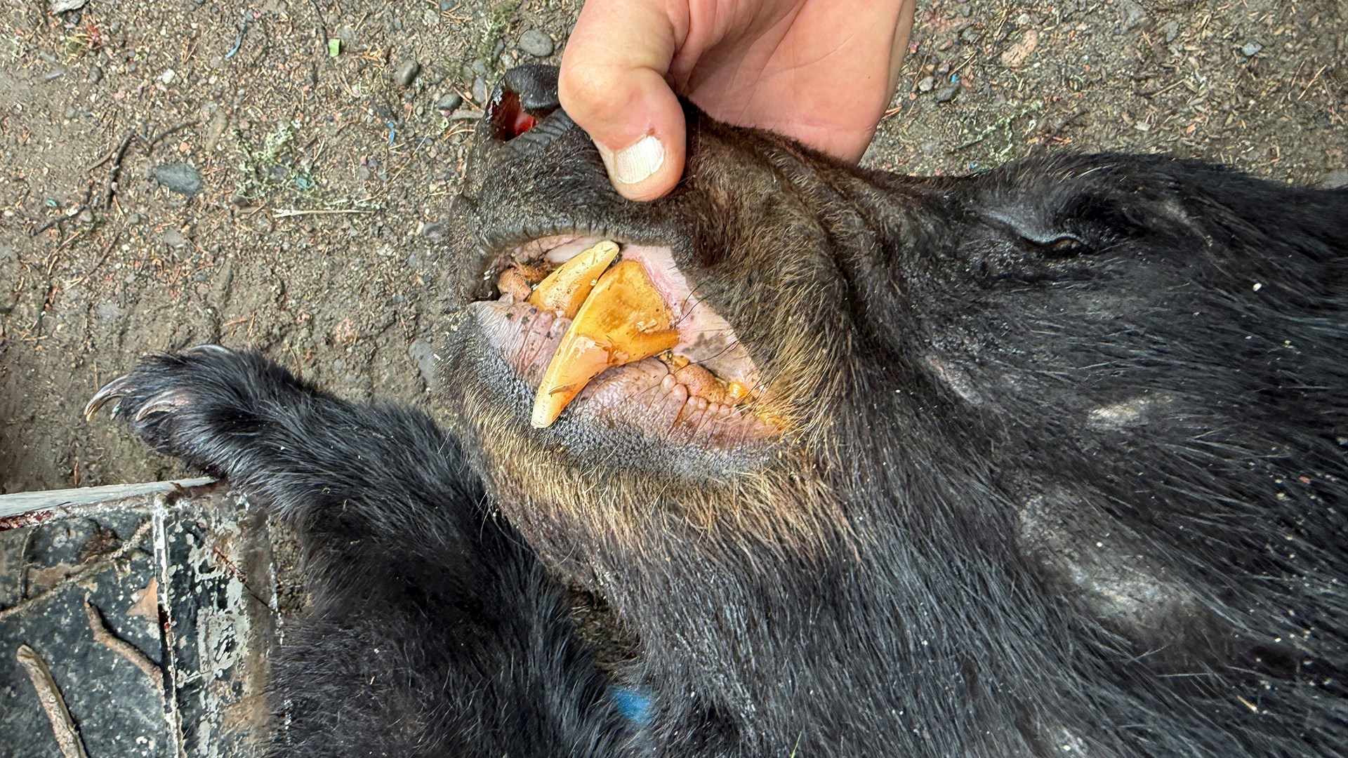 Bear teeth