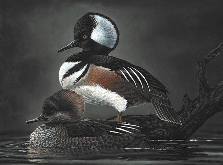 Hooded Merganser drawing on dark background