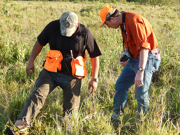 Finding Downed Quail