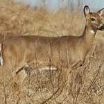 Oklahoma CWD In Wild Deer Lead