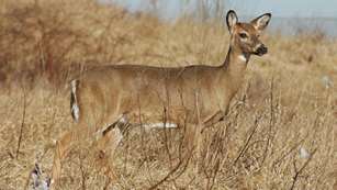 Oklahoma CWD In Wild Deer Lead