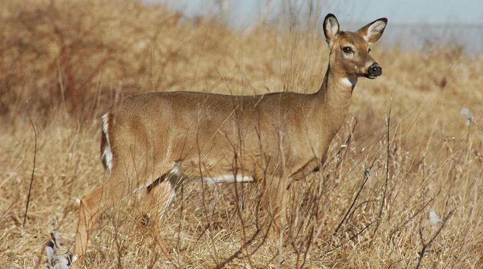 Oklahoma CWD In Wild Deer Lead