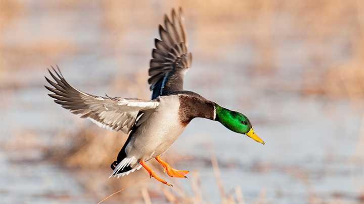 Mallard duck landing on water