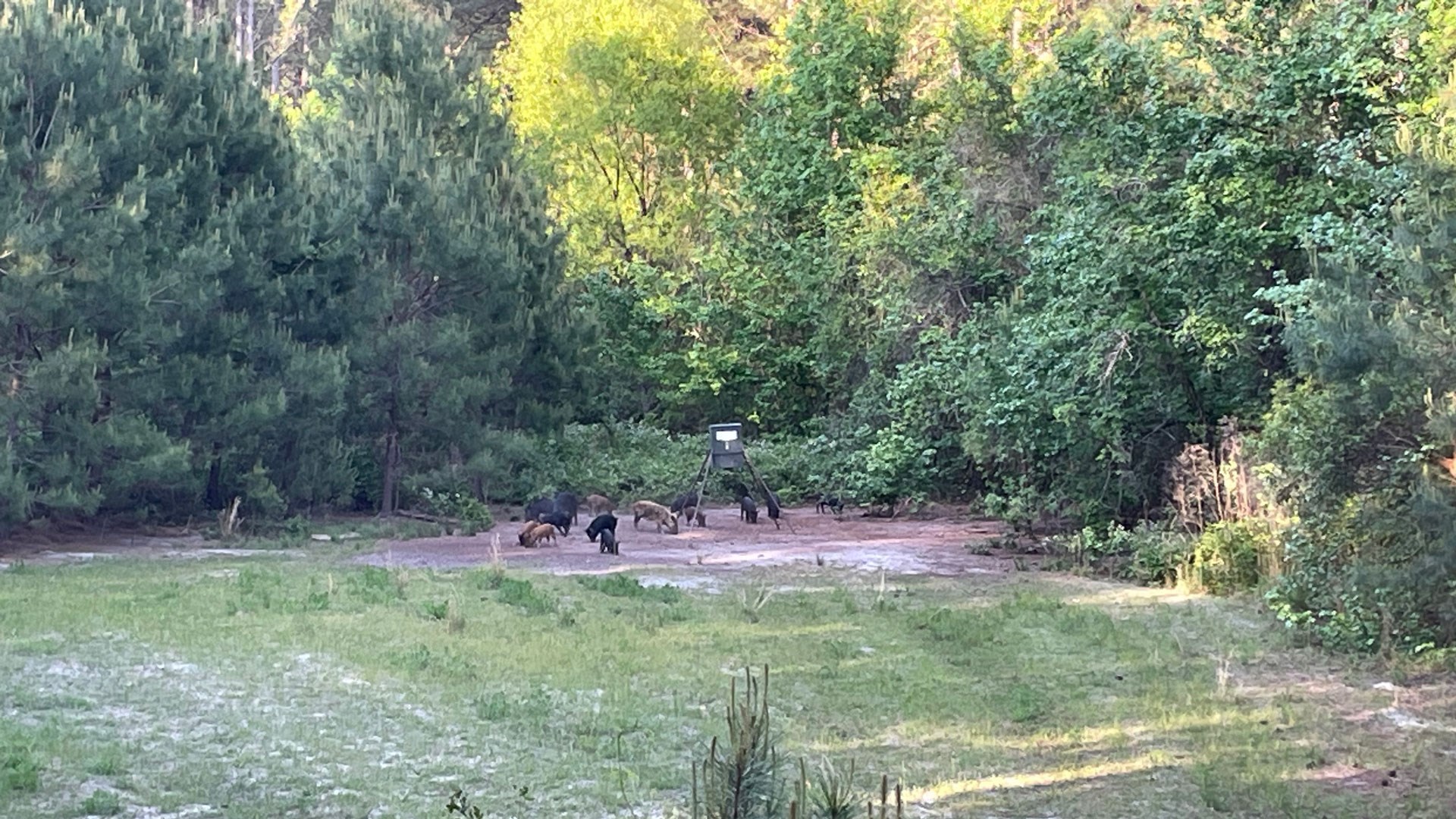 Hogs by feeder